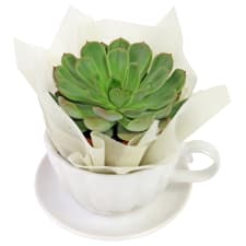 Succulent - Tea Cup - Standard