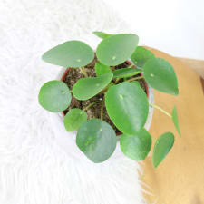 Peppy Pilea - Standard