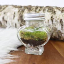 Petit Amour Terrarium - Standard