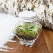 Petit Amour Terrarium - Standard