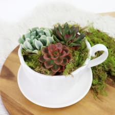 Tea for Three - Standard