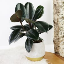 Marvelous Mini Ficus - Standard
