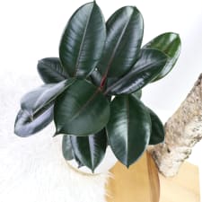 Marvelous Mini Ficus - Standard