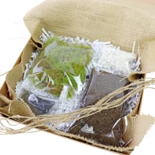 Terrarium Starter Kit - Standard