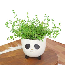 Panda Thyme - Standard