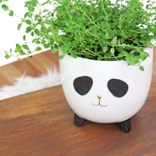 Panda Thyme - Standard