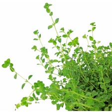 Panda Thyme - Standard