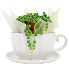 Cup o' Pearls - Standard