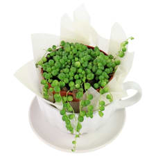 Cup o' Pearls - Standard