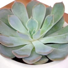 Dream on Succulent - Standard