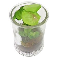 Tropical Terrarium - Standard