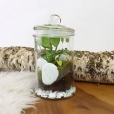Tropical Terrarium - Standard