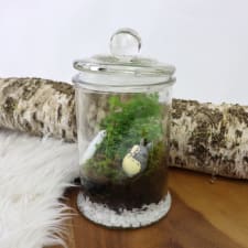 My Totoro Terrarium - Standard