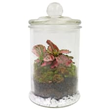 Purely Pink Terrarium - Standard