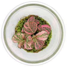 Purely Pink Terrarium - Standard