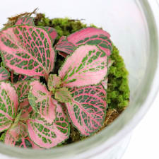 Purely Pink Terrarium - Standard
