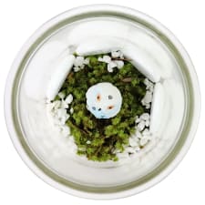 Snowy Owl Terrarium - Standard