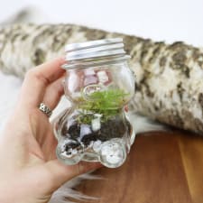 Teddy Terrarium - Standard