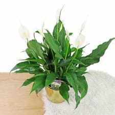 Golden Peace Lily - Standard
