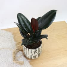 Hanging Ficus - Standard