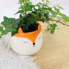 Fox Ivy - Standard