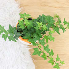 Fox Ivy - Standard