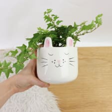 Bunny Ivy - Standard