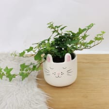 Bunny Ivy - Standard