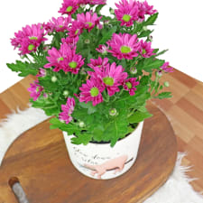Charistmatic Chrysanthumum - Standard