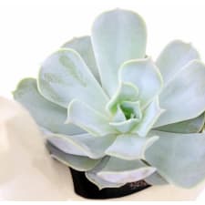 Llama Drama Succulent - Standard