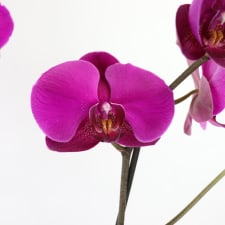 High Drama Orchid - Mint - Standard