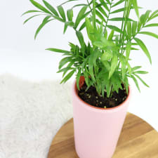 Perky Parlour Palm - Standard