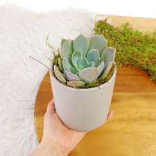 Solo Succulent - Standard