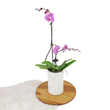 Tall & Small Orchids - Pink - Standard
