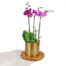 Pot O' Gold Orchids - Standard