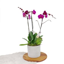 Contemporary Orchids - Standard