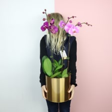 Pot O' Gold Orchids - Standard