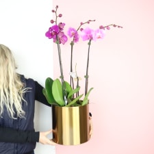 Pot O' Gold Orchids - Standard