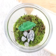 Treehouse Terrarium - Standard