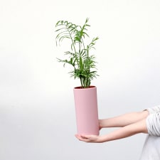 Perky Parlour Palm - Standard