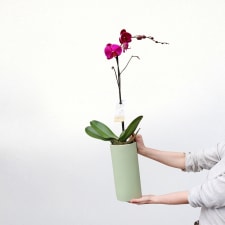 High Drama Orchid - Mint - Standard
