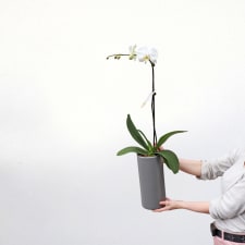 High Drama Orchid - Grey - Standard