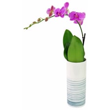 Slender Orchid - Standard