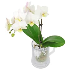 Exotic Brew Orchid - Standard