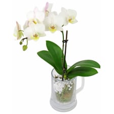 Exotic Brew Orchid - Standard