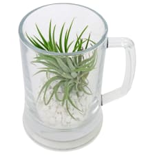 Let's Toast Air Plant - Standard