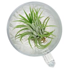 Let's Toast Air Plant - Standard