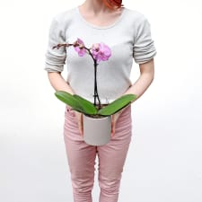 Simplicity Orchid - Pink - Standard