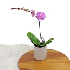 Simplicity Orchid - Pink - Standard