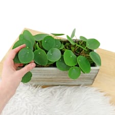 Peppy Pilea Duo - Standard